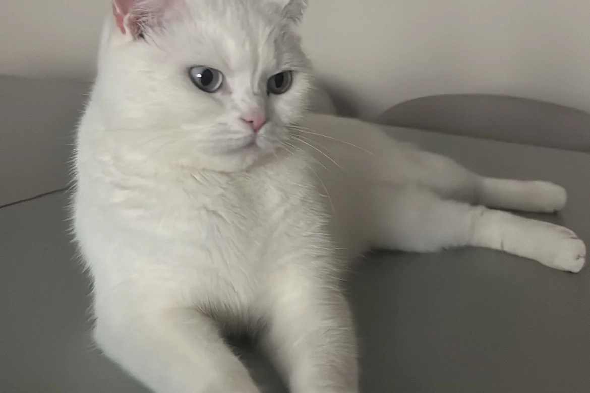 Sakin, uysal beyaz kedi 6