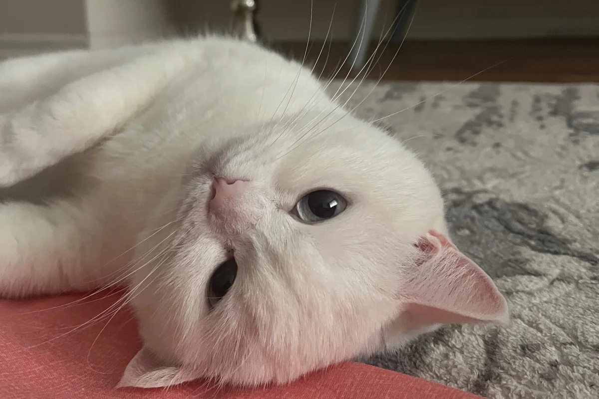Sakin, uysal beyaz kedi 3