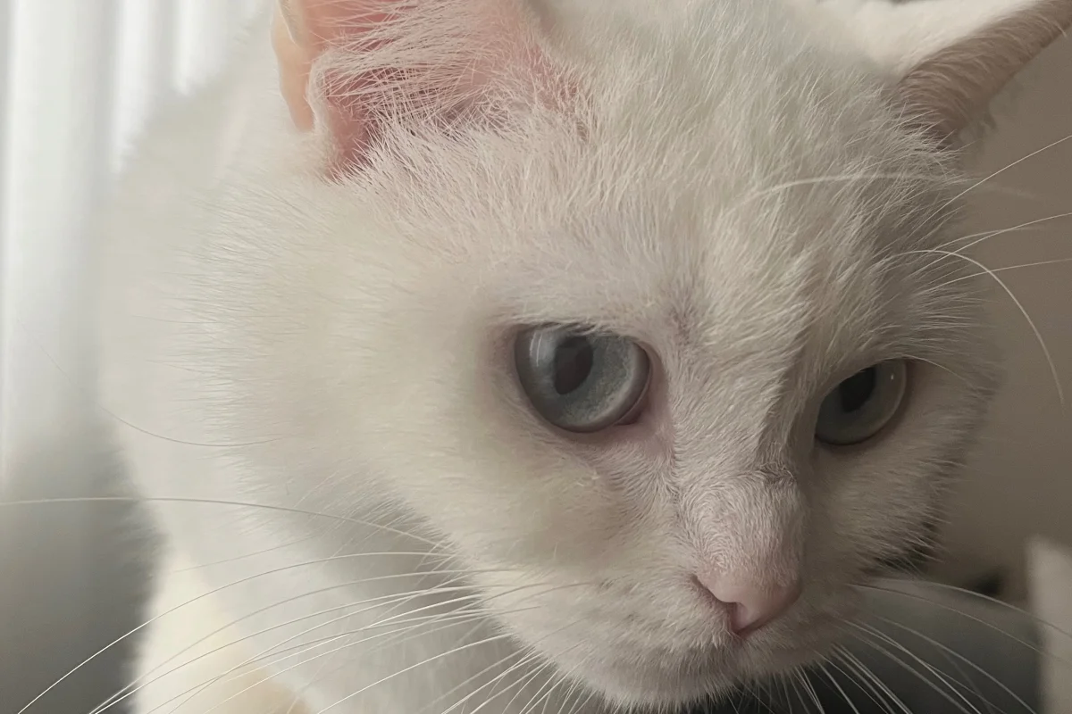 Sakin, uysal beyaz kedi 1