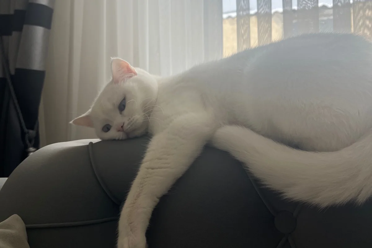 Sakin, uysal beyaz kedi 4