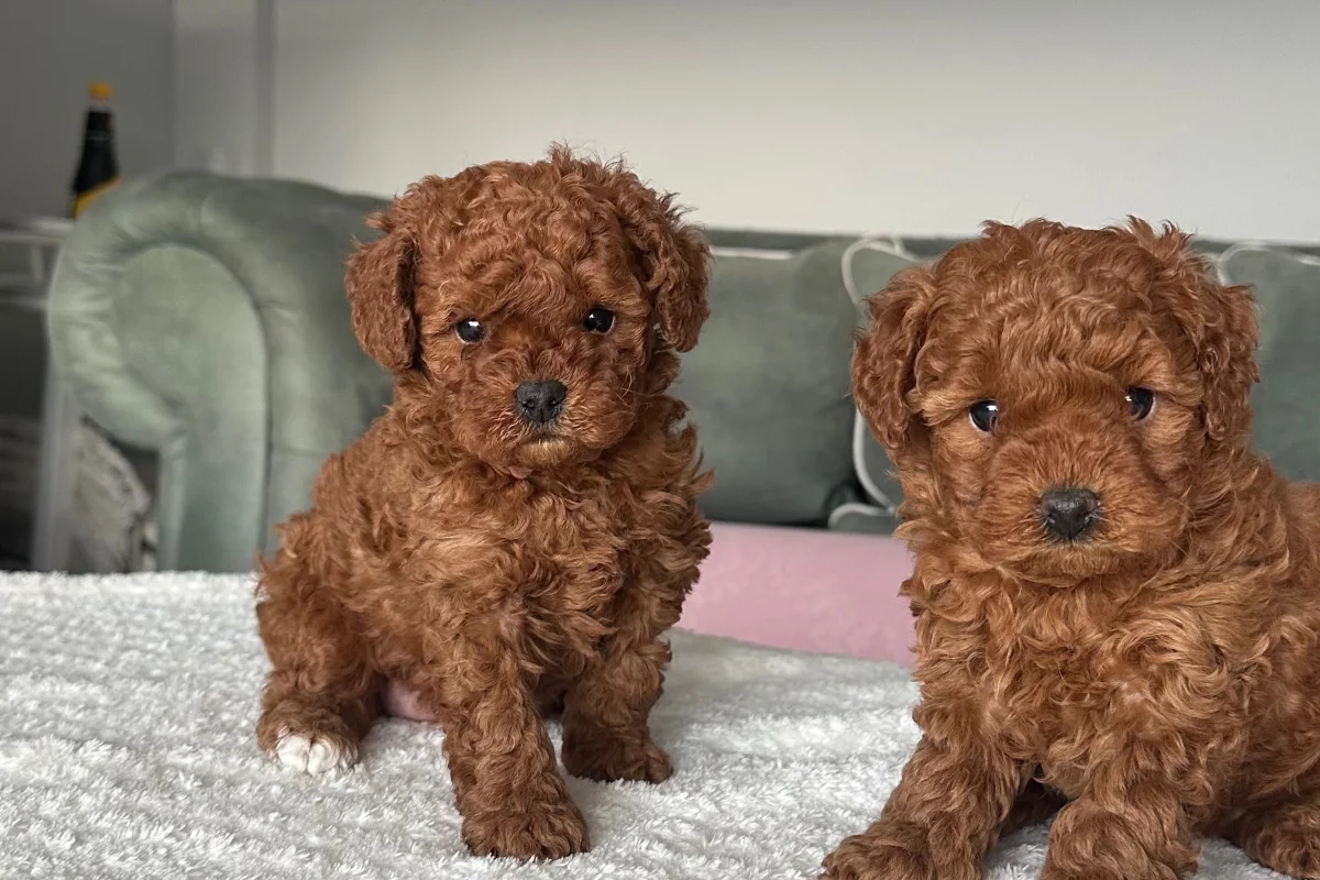 Toy poodle 2