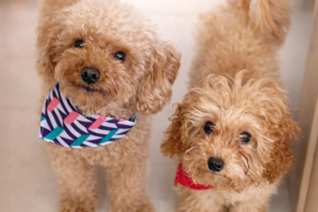 Kendi Ailesi İçinde Büyüyen Tatlı Apricot Toy Poodle Yavrumuz & Safkan & Mikroçipli & Aşıları Tam 4