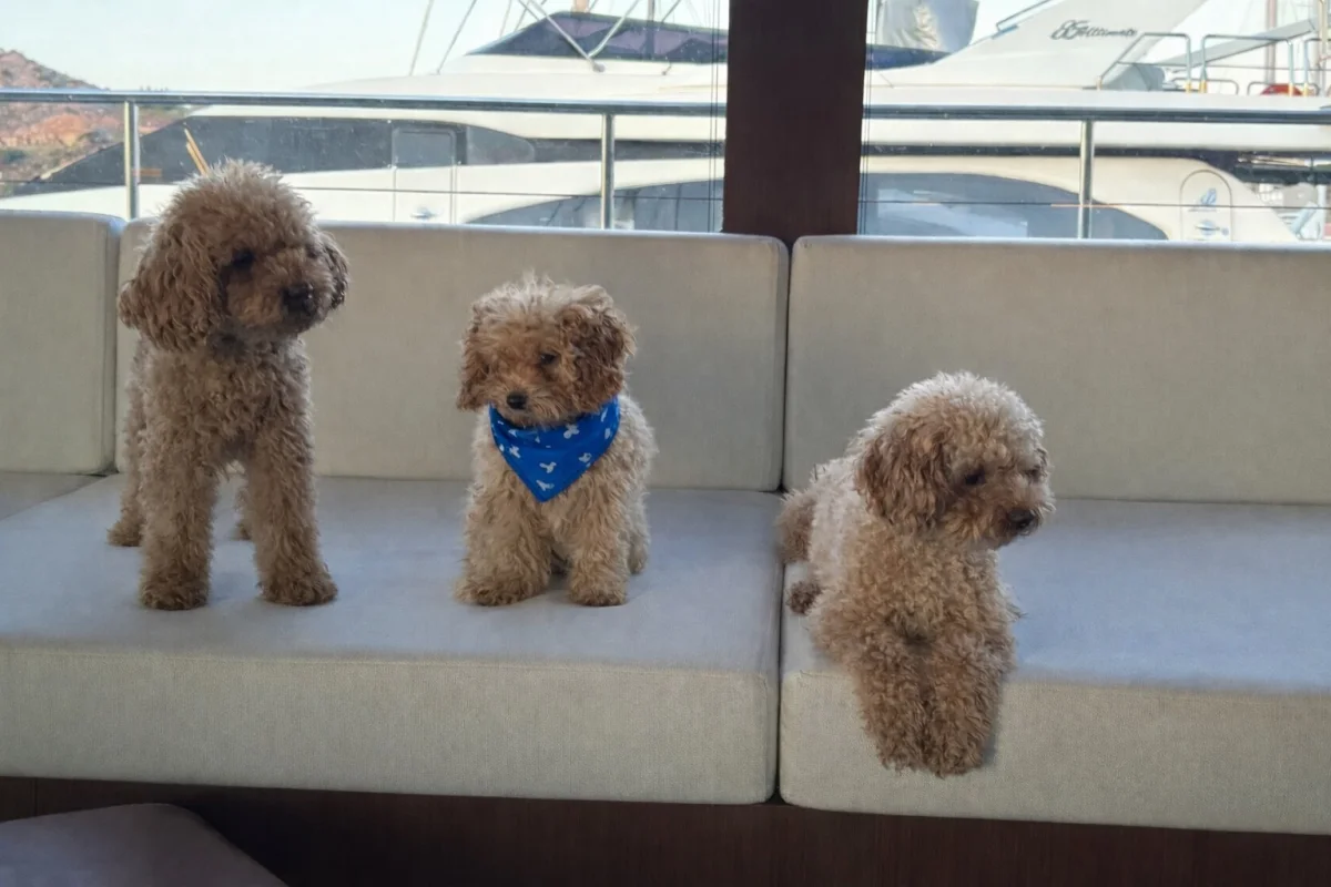 Kendi Ailesi İçinde Büyüyen Tatlı Apricot Toy Poodle Yavrumuz & Safkan & Mikroçipli & Aşıları Tam 9
