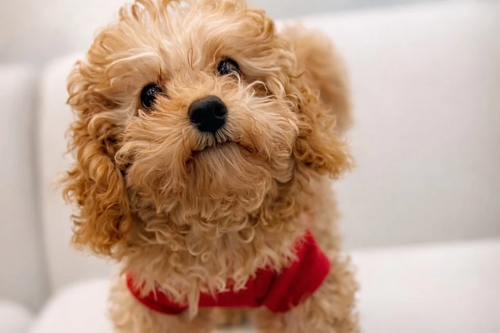 Kendi Ailesi İçinde Büyüyen Tatlı Apricot Toy Poodle Yavrumuz & Safkan & Mikroçipli & Aşıları Tam 1