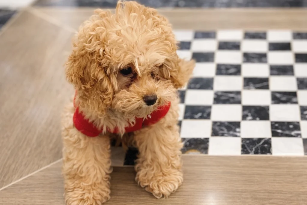 Kendi Ailesi İçinde Büyüyen Tatlı Apricot Toy Poodle Yavrumuz & Safkan & Mikroçipli & Aşıları Tam 2