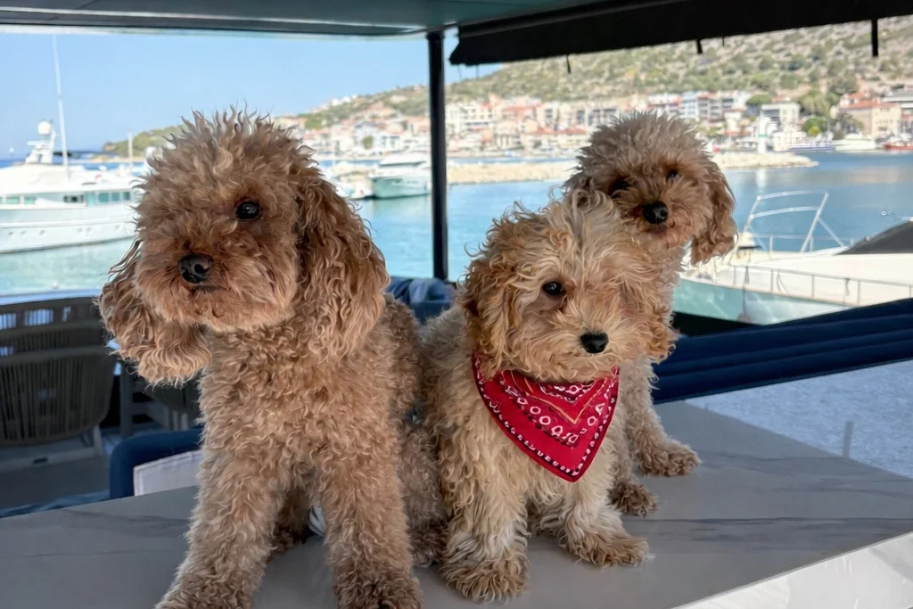 Kendi Ailesi İçinde Büyüyen Tatlı Apricot Toy Poodle Yavrumuz & Safkan & Mikroçipli & Aşıları Tam 3