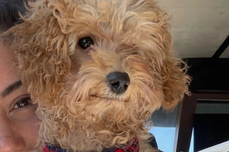Kendi Ailesi İçinde Büyüyen Tatlı Apricot Toy Poodle Yavrumuz & Safkan & Mikroçipli & Aşıları Tam 6