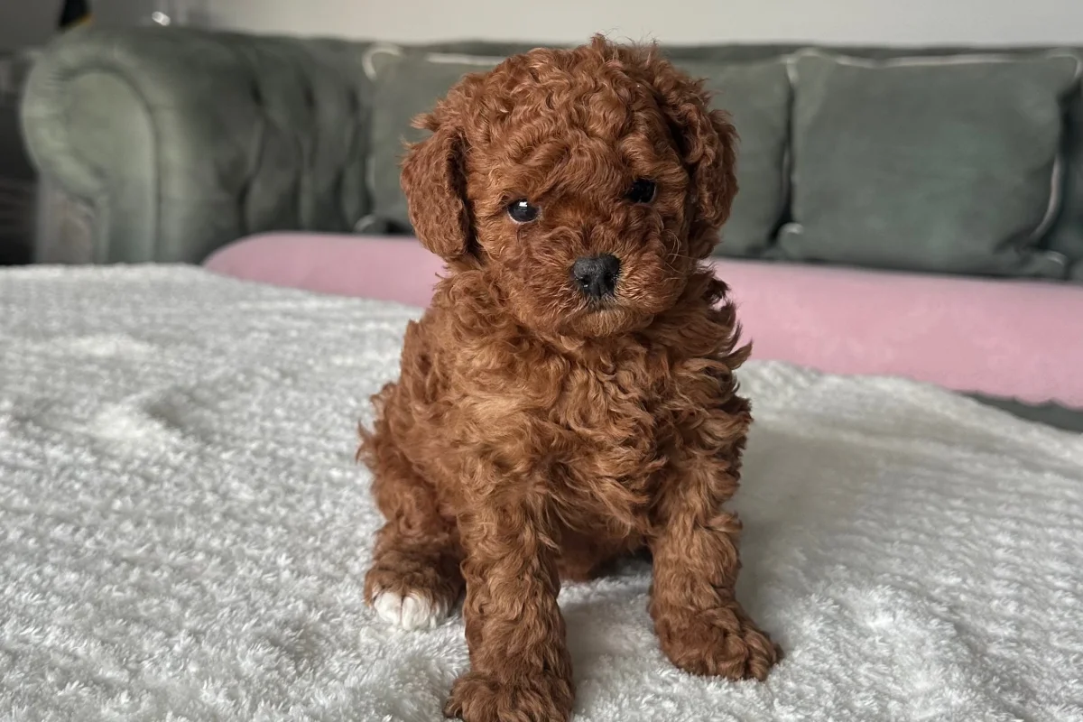 Toy poodle 1