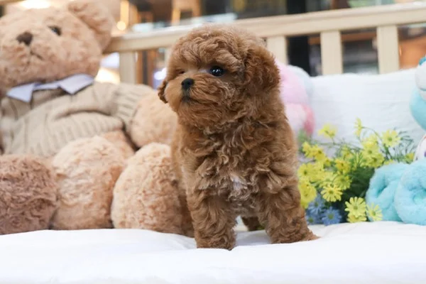 TUVALET EĞİTİMLİ TOY POODLE BEBEKLERİM 3