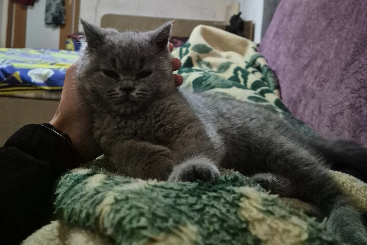 British shorthair blue yavru 1