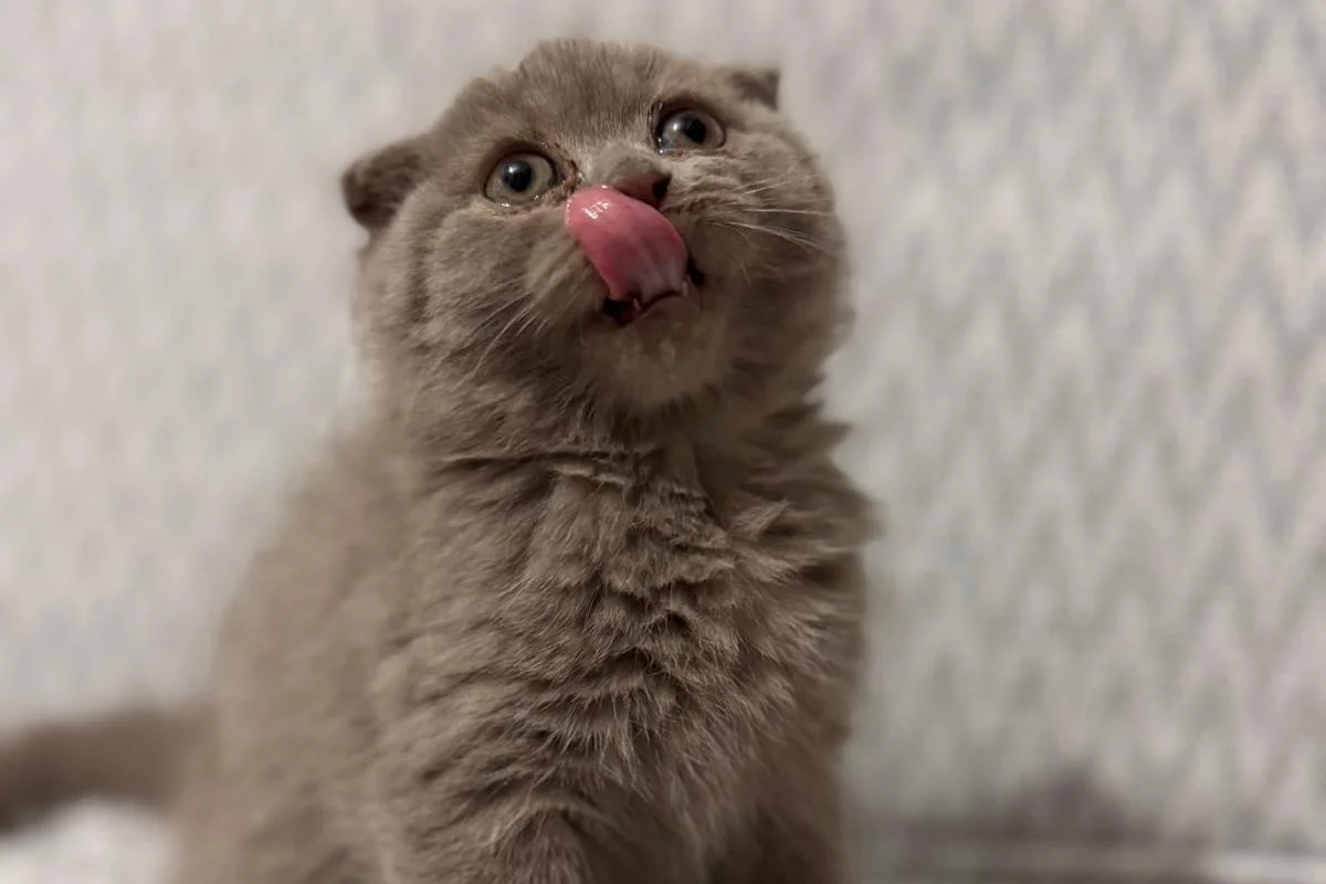 scottish fold Oğlumuz 1