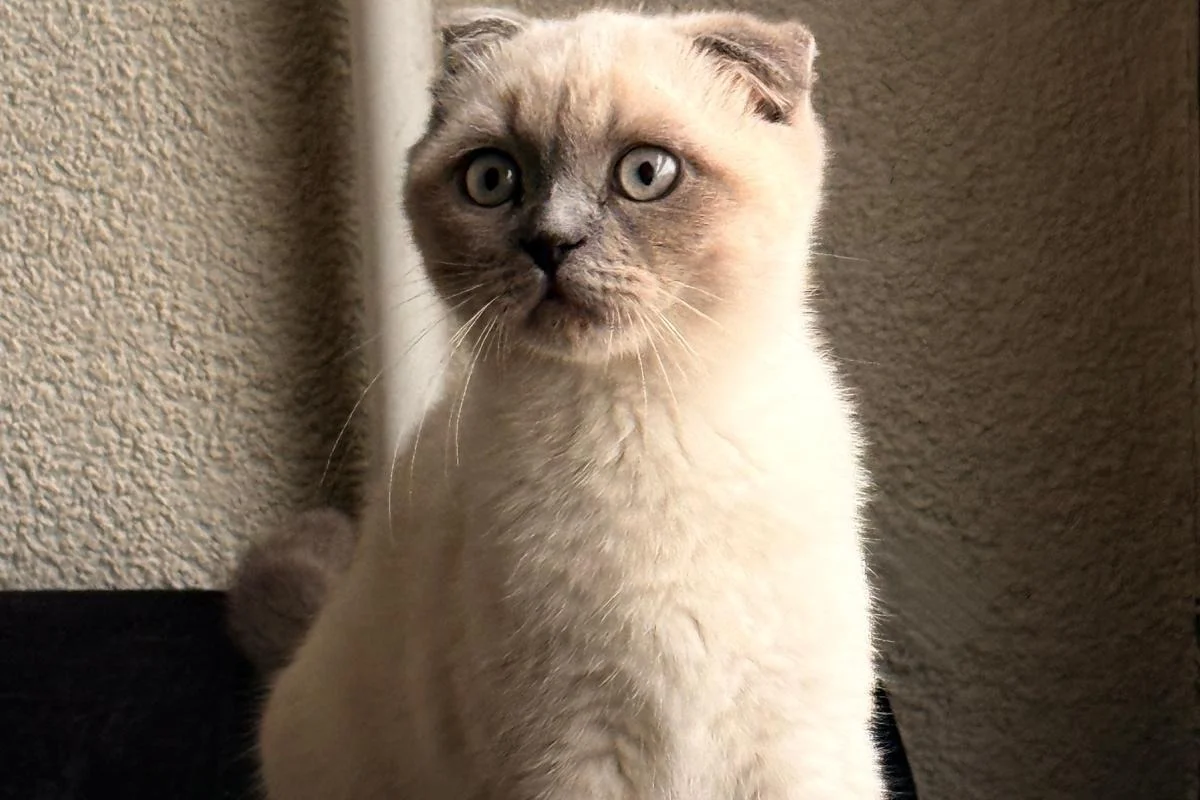 Scottish Fold Blue Point Dişi 3 Aylık 6
