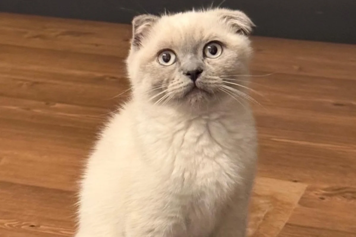 Scottish Fold Blue Point Dişi 3 Aylık 3