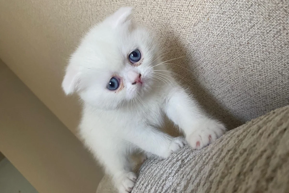 Exotic shorthair yavrumuza yuva arıyoruz 2