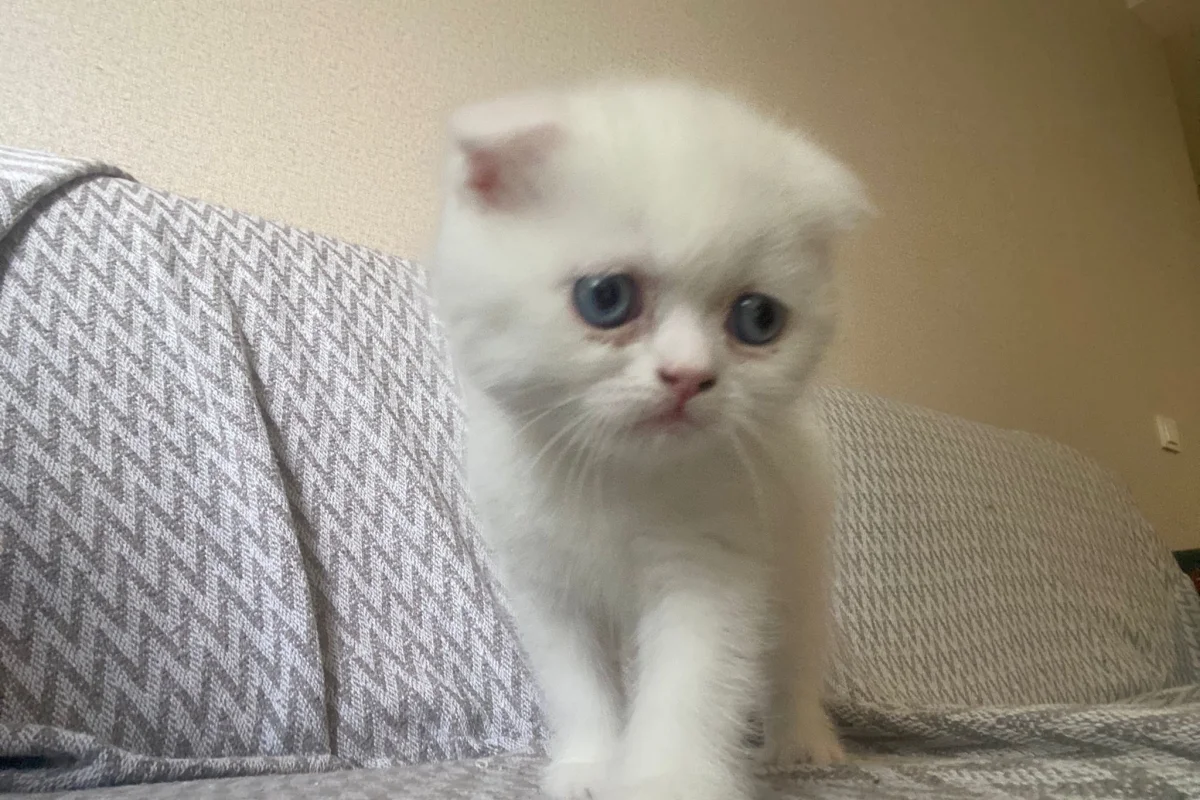 Exotic shorthair yavrumuza yuva arıyoruz 1