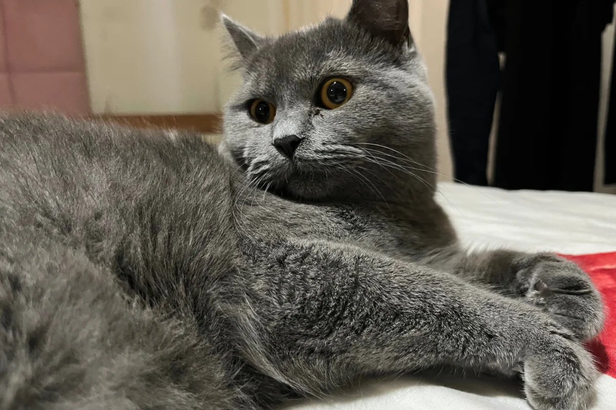 8 aylık erkek british shorthair 3