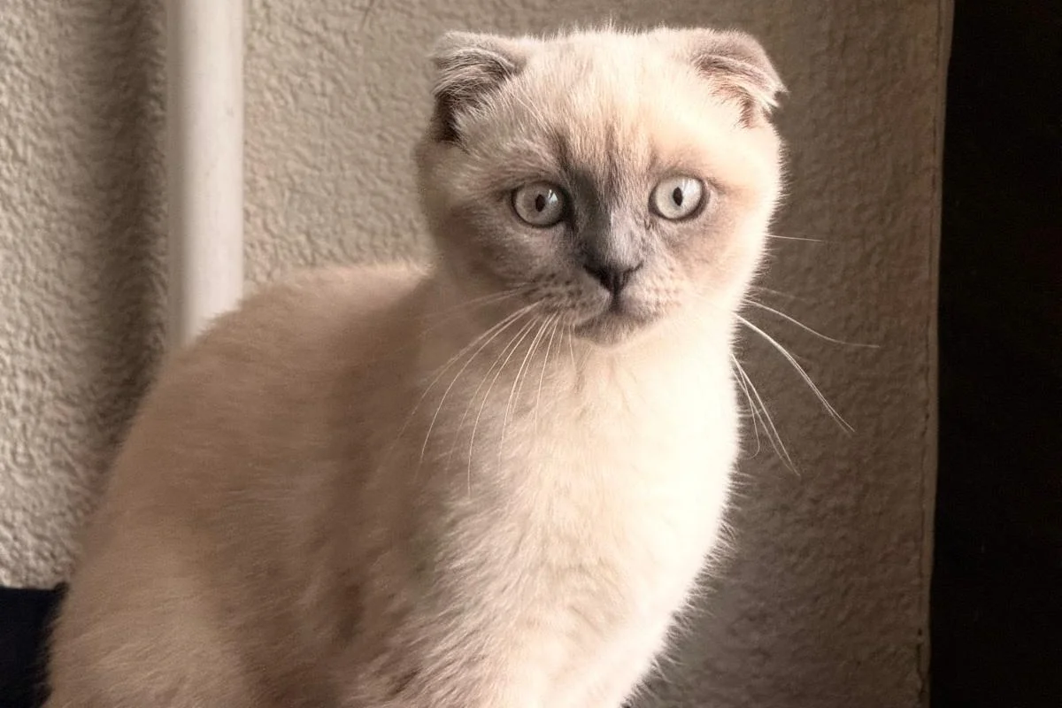 Scottish Fold Blue Point Dişi 3 Aylık 5