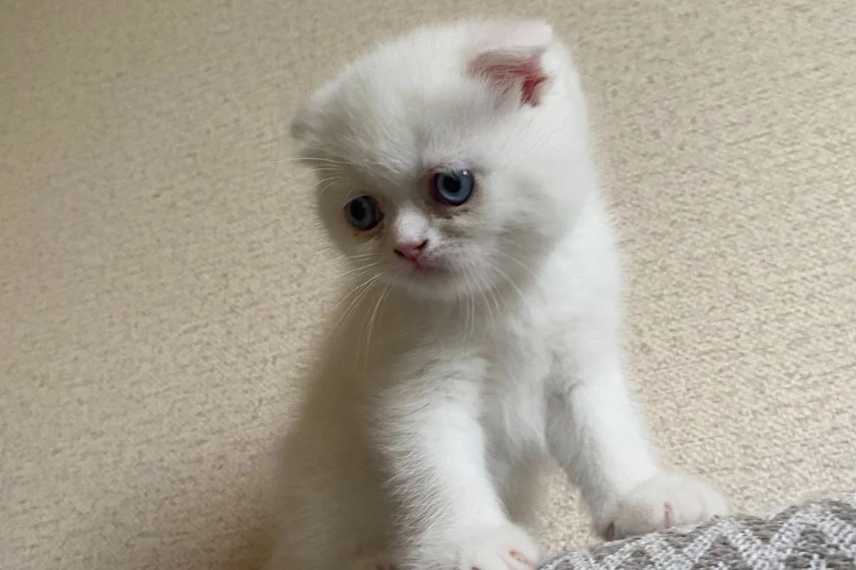 Exotic shorthair yavrumuza yuva arıyoruz 3
