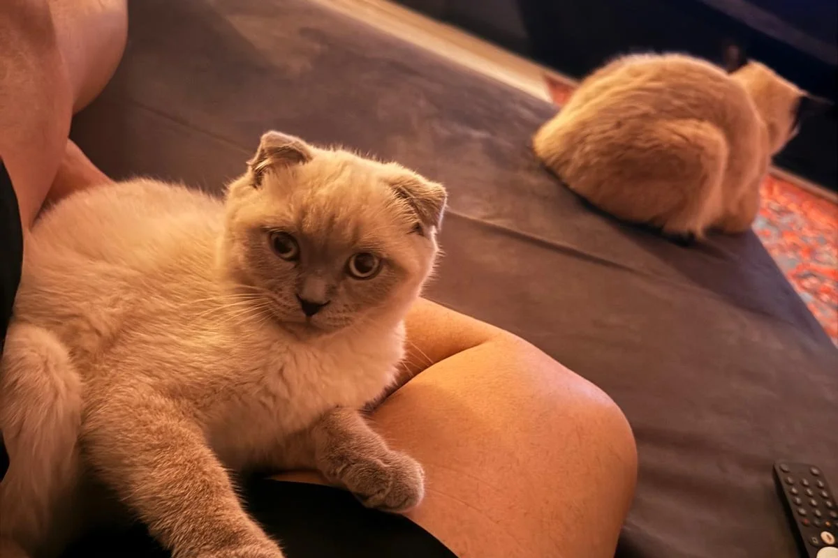 Scottish Fold Blue Point Dişi 3 Aylık 7