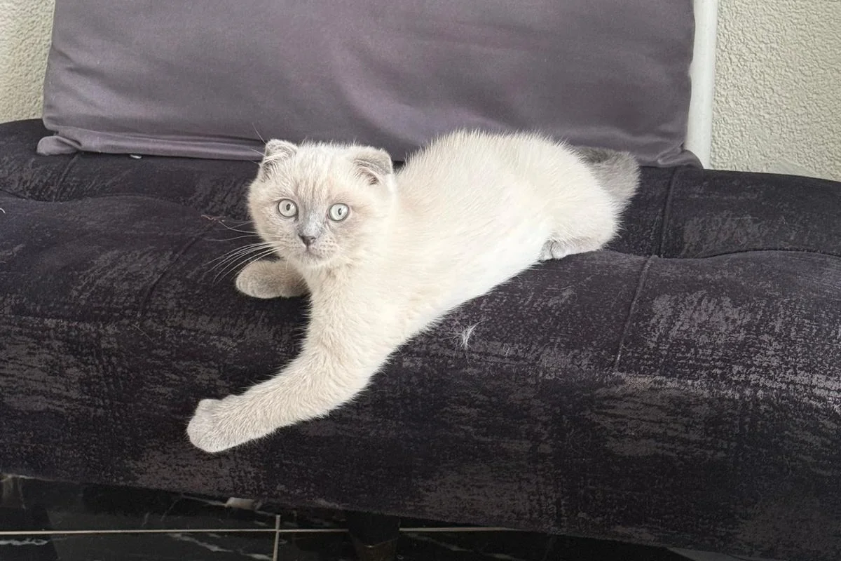 Scottish Fold Blue Point Dişi 3 Aylık 2