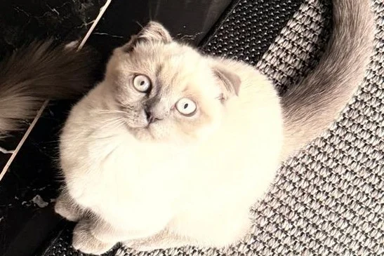 Scottish Fold Blue Point Dişi 3 Aylık 4