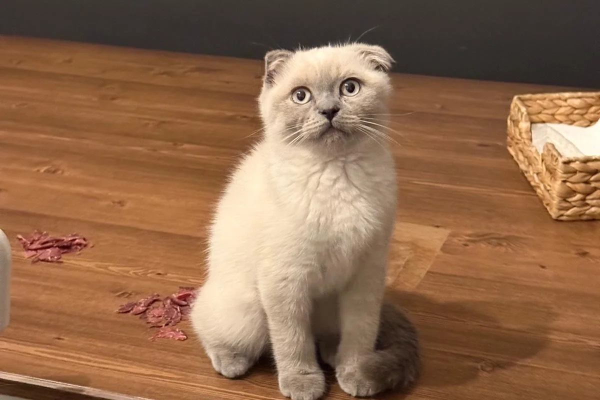 Scottish Fold Blue Point Dişi 3 Aylık 1
