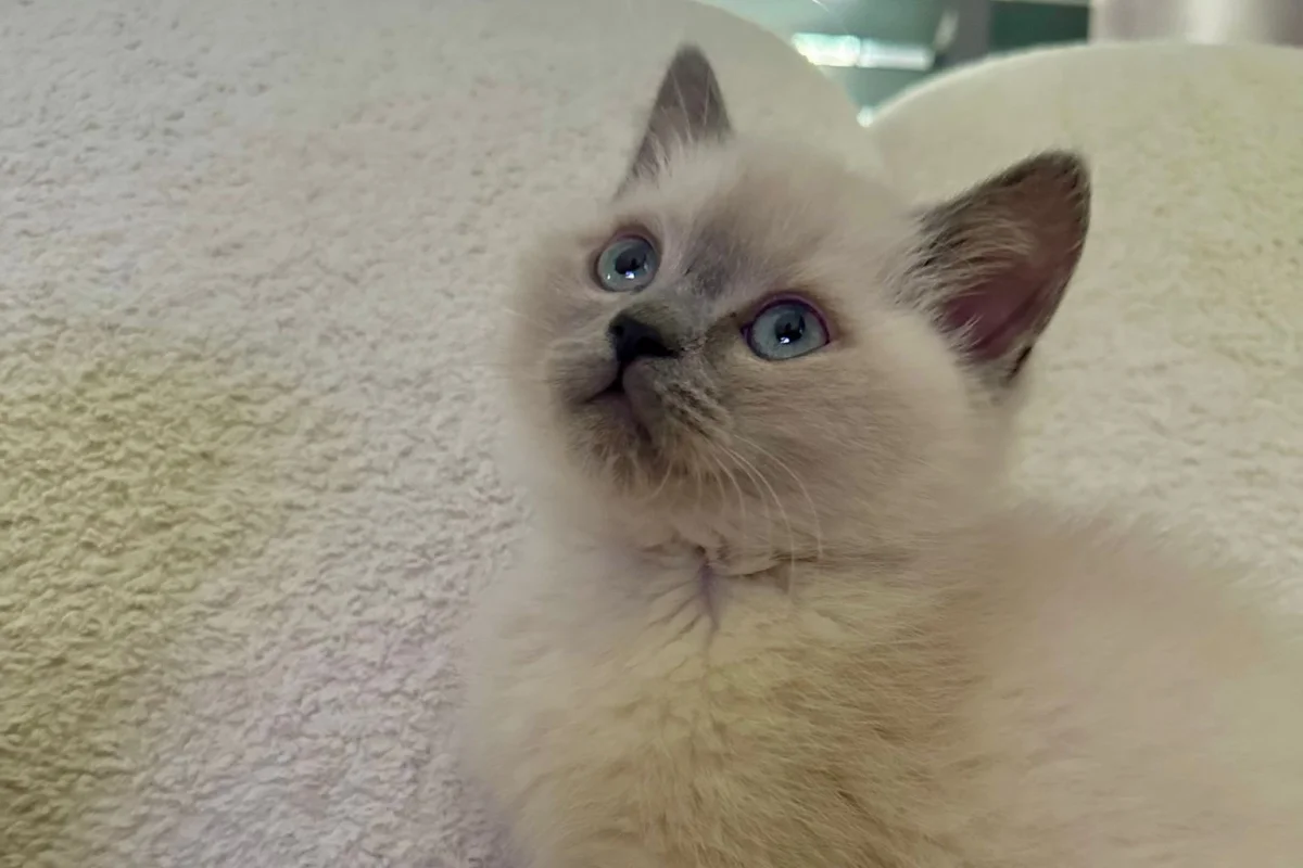 2 aylık bluepoint kedi 1
