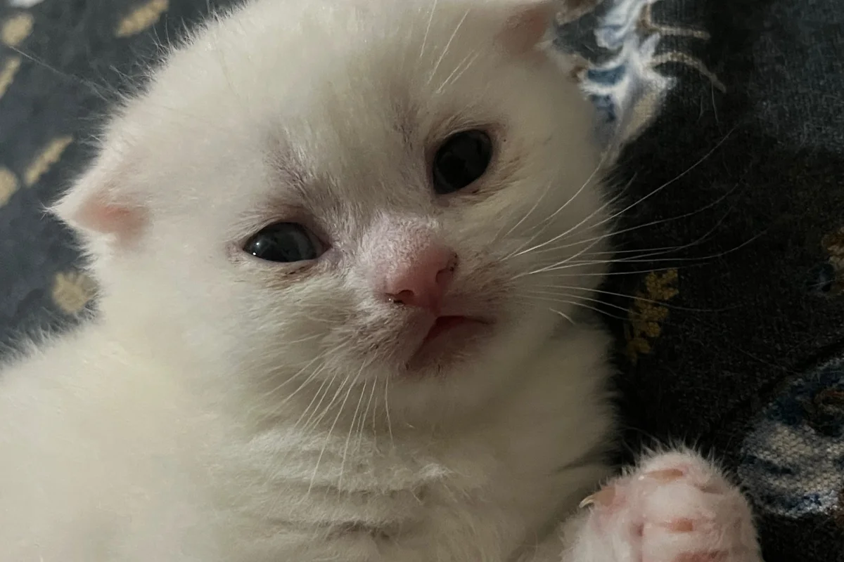 Scottish Fold yavrular 2 aylık (British Shorthair kırması) 1