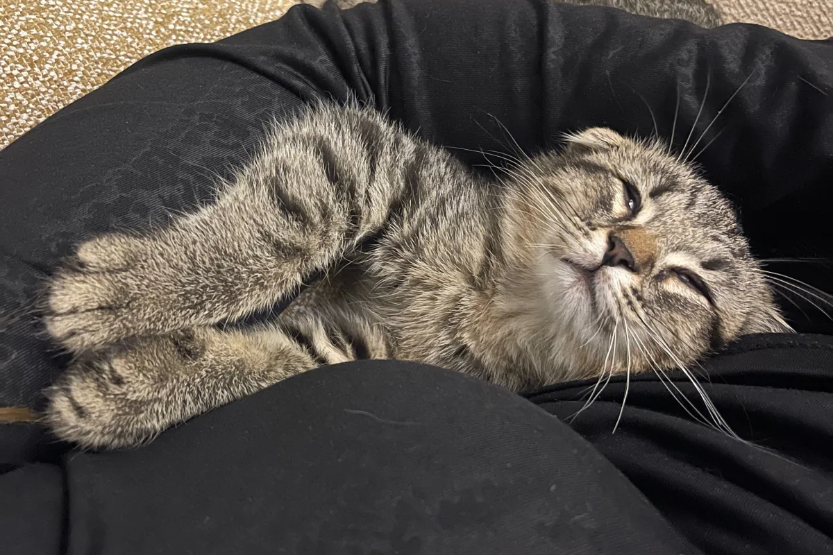 3 Aylık Erkek Scottish Fold 1