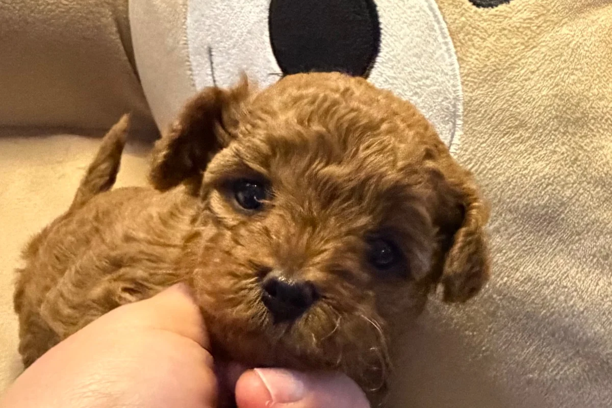 Toyy poodle mini boy 2