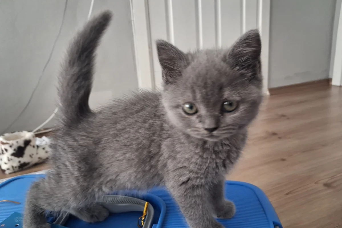 yavru brtish kedi 1