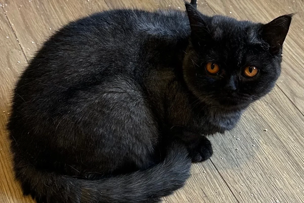 11 aylık dişi British shorthair 2