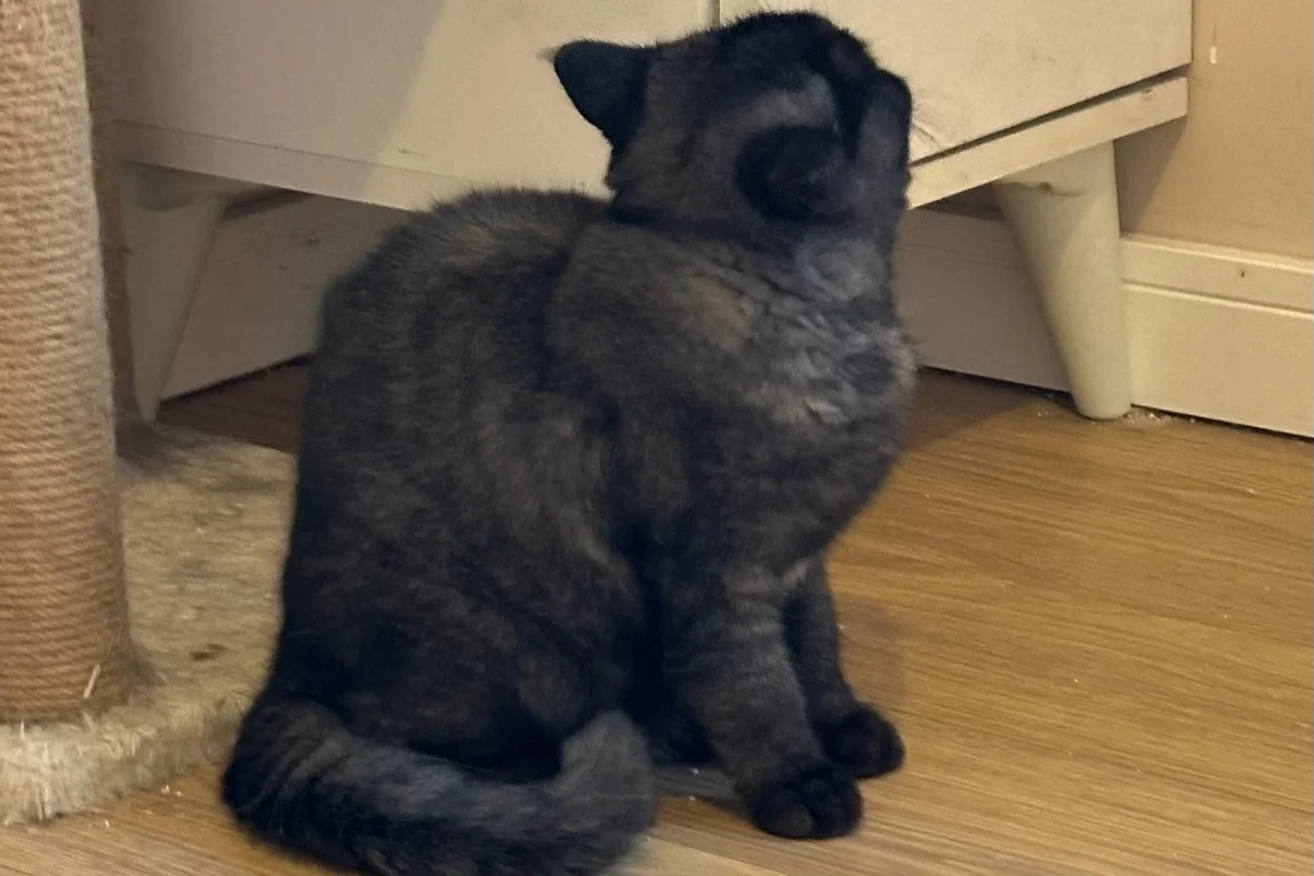 11 aylık dişi British shorthair 1