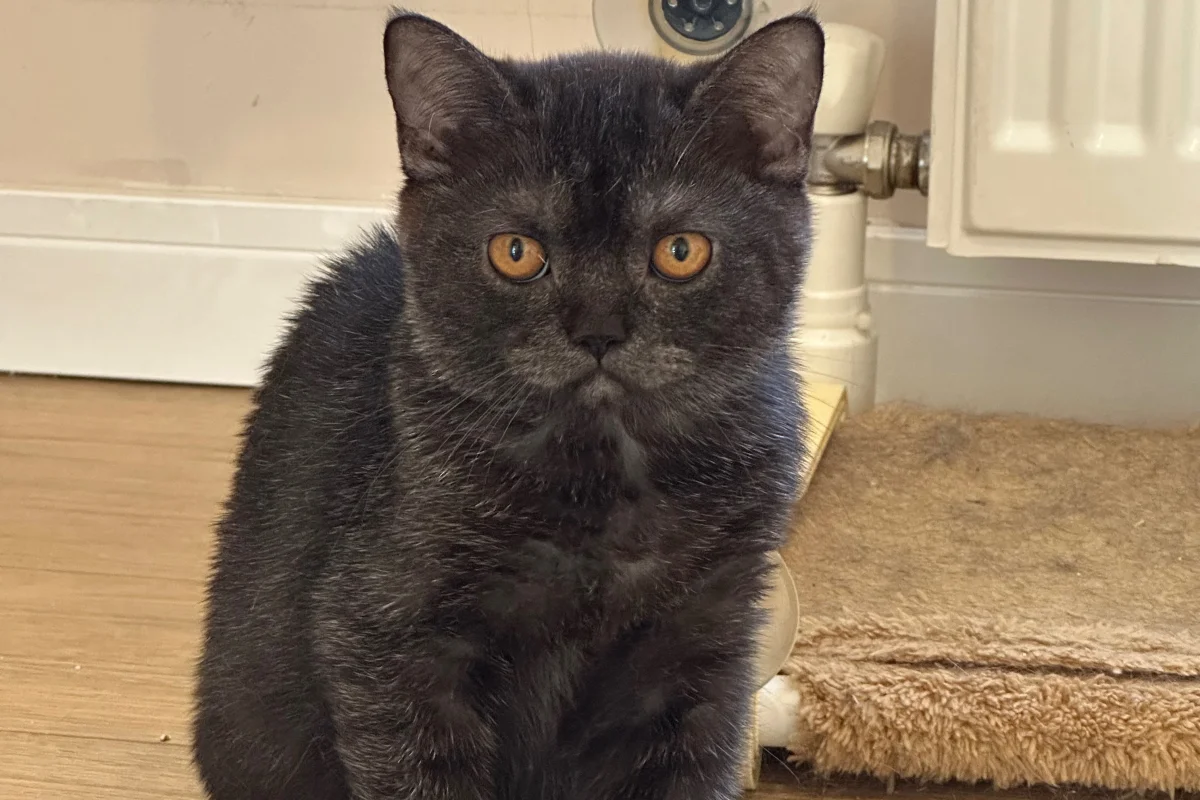11 aylık dişi British shorthair 4