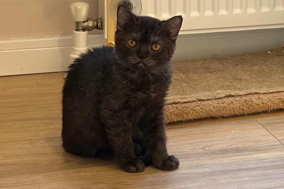 11 aylık dişi British shorthair 3