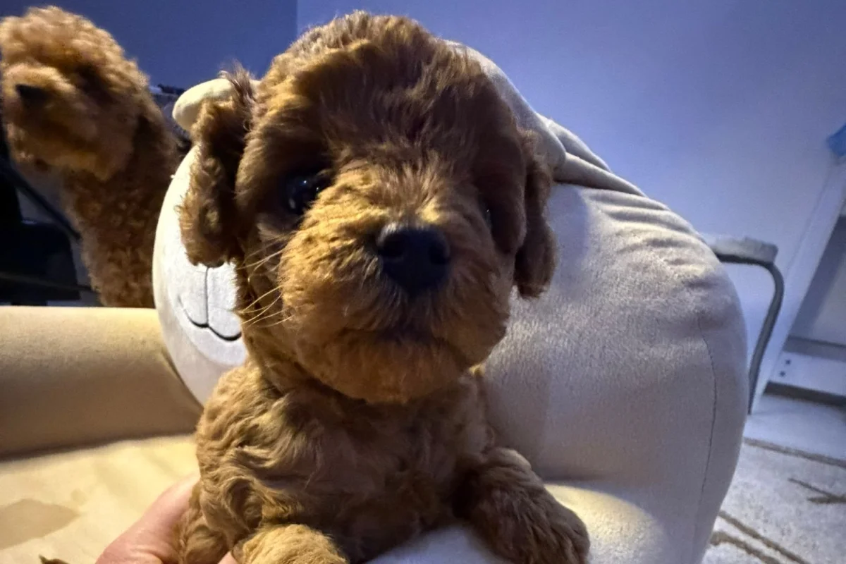 Toyy poodle mini boy 3