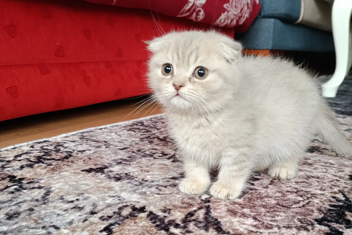 İki aylık yavrular 7