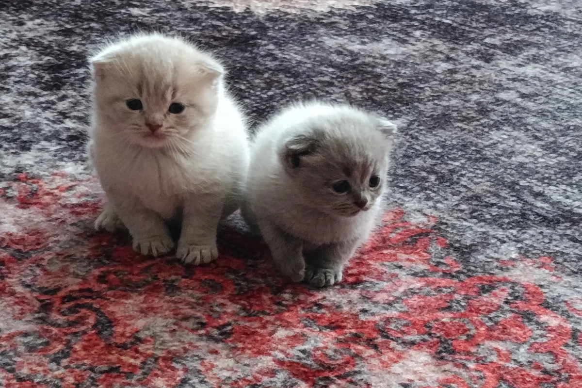İki aylık yavrular 1