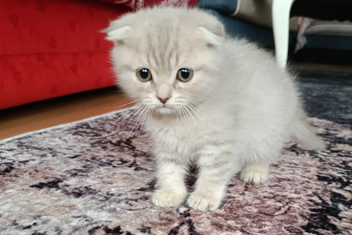 İki aylık yavrular 5