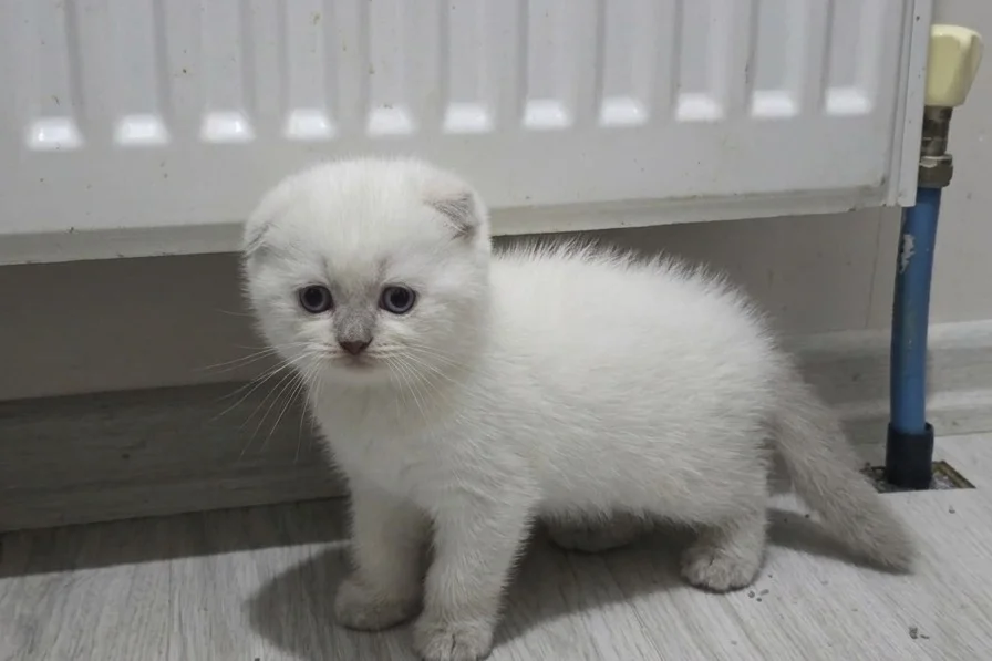 Top yüzlü bu güzellik şakamı 3