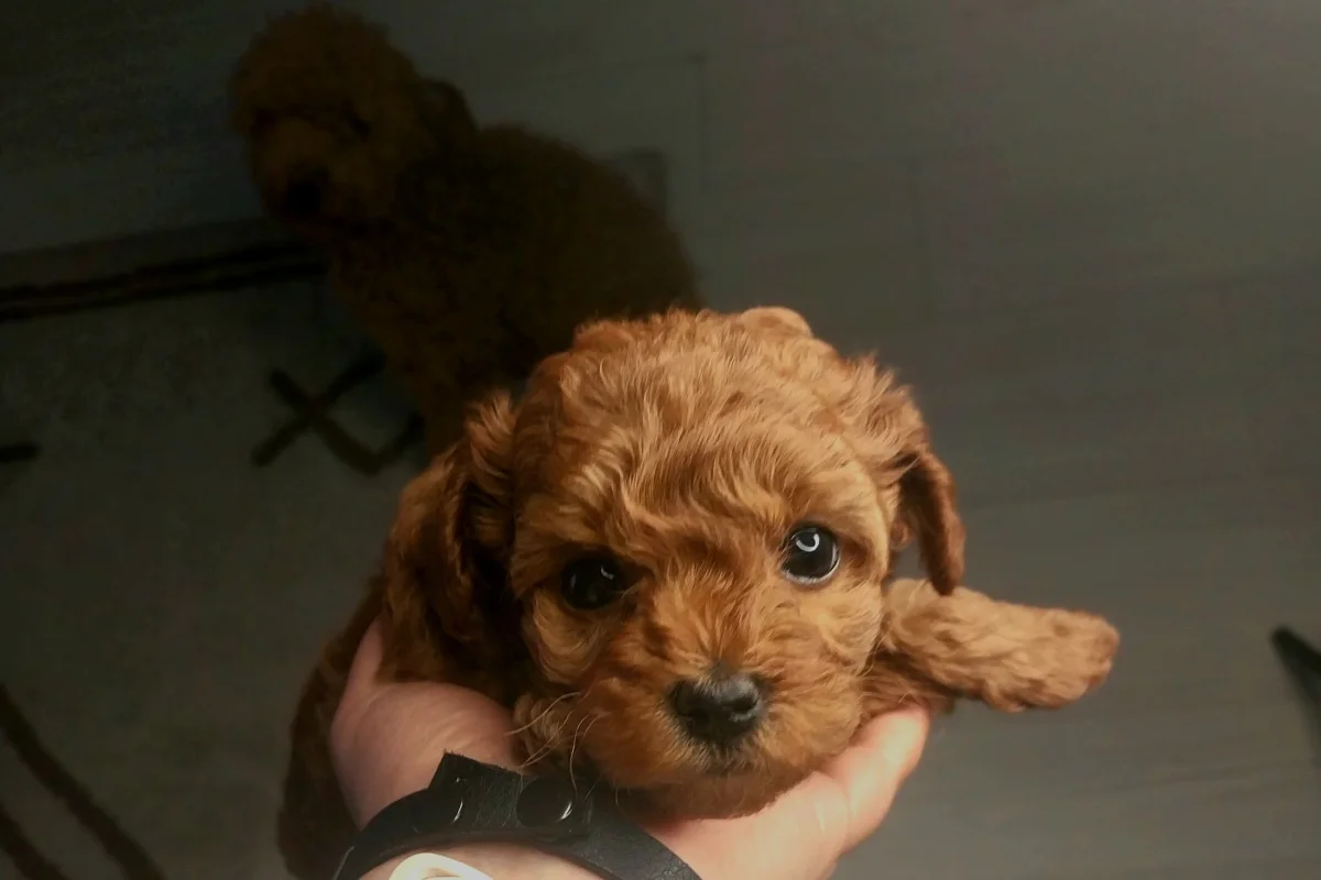 Toyy poodle mini boy 1