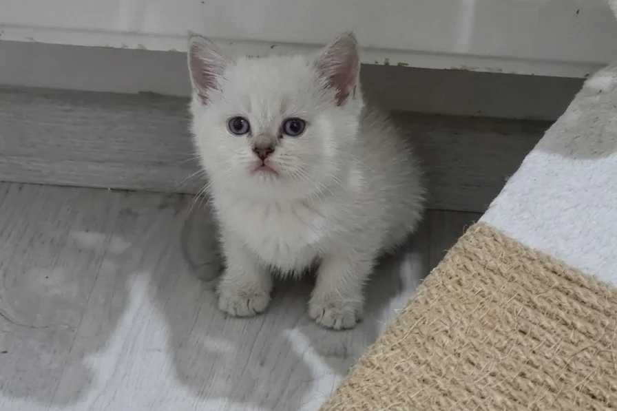 Boncuk gözlü bıcırık 2