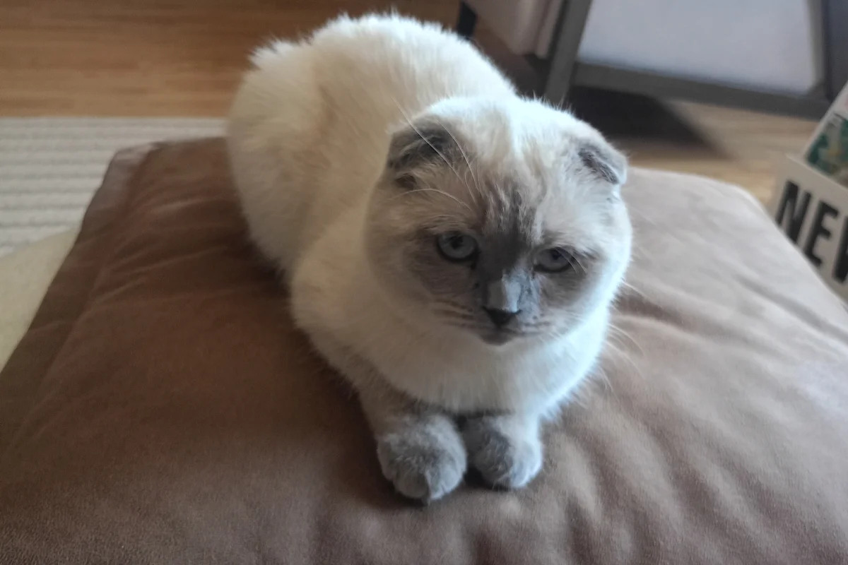 Scottish fold dişi 3