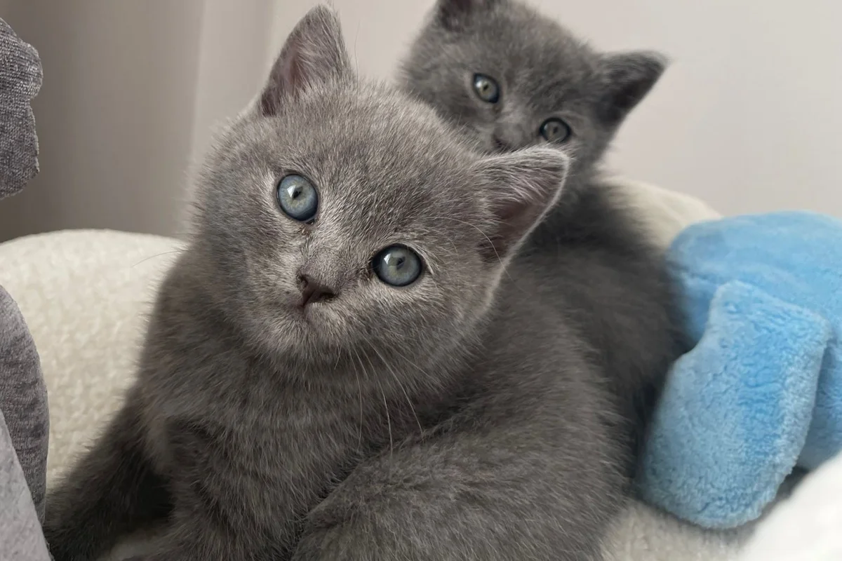 10 gun sonra sütten kesilecektir. Rezerveye açıktır. 7. haftalık anne altından british shorthair 1