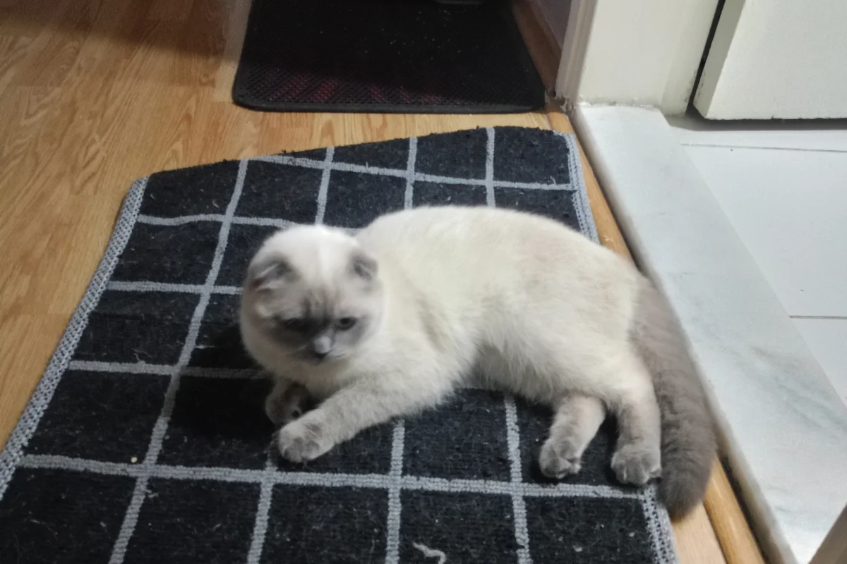 Scottish fold dişi 4