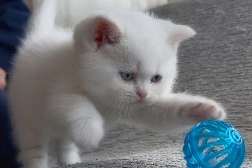 Evden 100% safkan yavru Süt Beyaz Mavi Göz British Shorthair 3