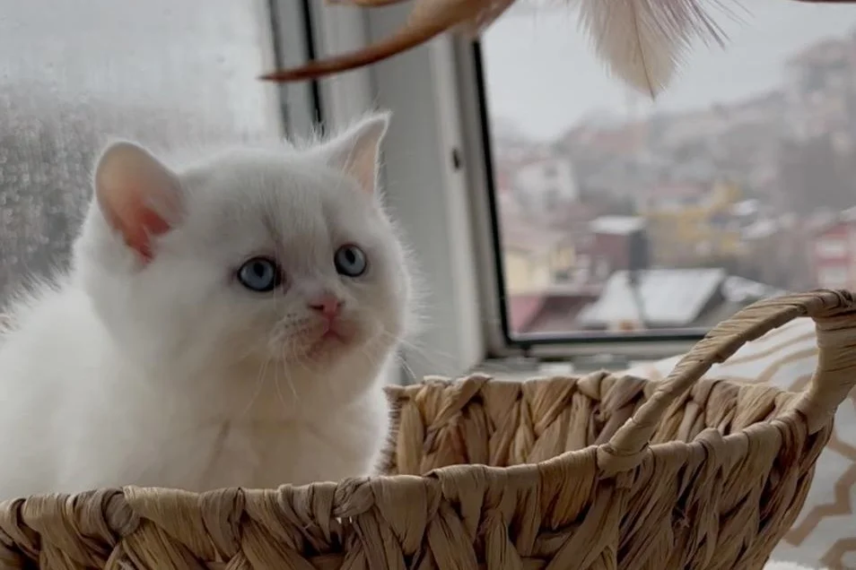 Evden 100% safkan yavru Süt Beyaz Mavi Göz British Shorthair 1