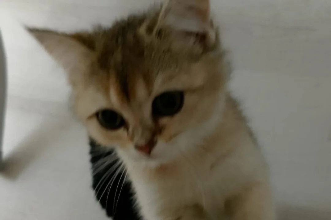 3 Aylık Golden British Shorthair 3