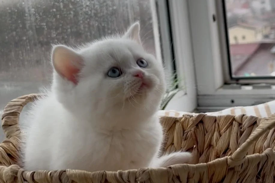Evden 100% safkan yavru Süt Beyaz Mavi Göz British Shorthair 2