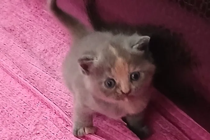 3 Şirin kardeşler 1